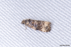 Endothenia gentianaeana