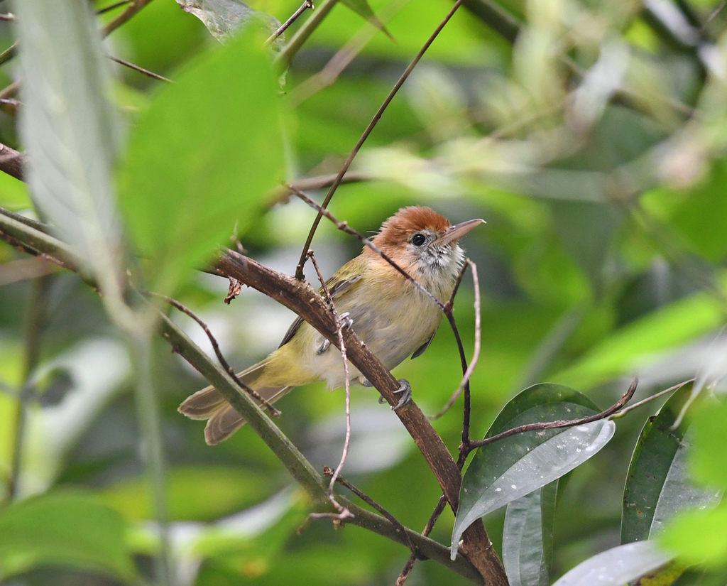 Rufous-naped Greenlet