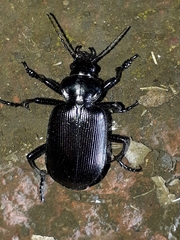 Calosoma vagans