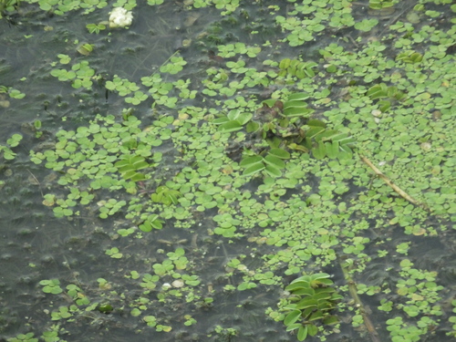 greater duckweed
