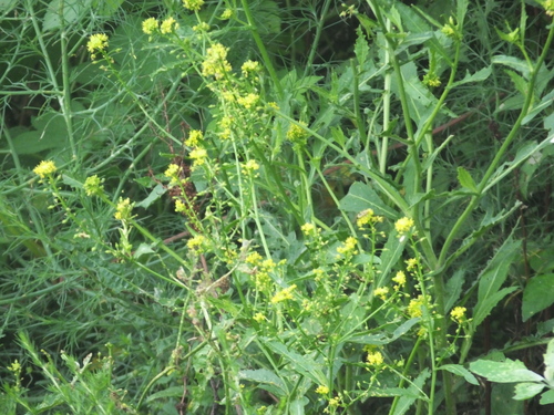 Rorippa globosa
