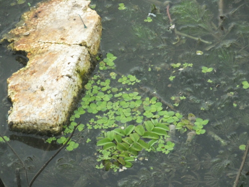 floating fern