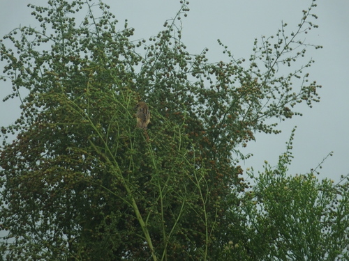 Zitting Cisticola