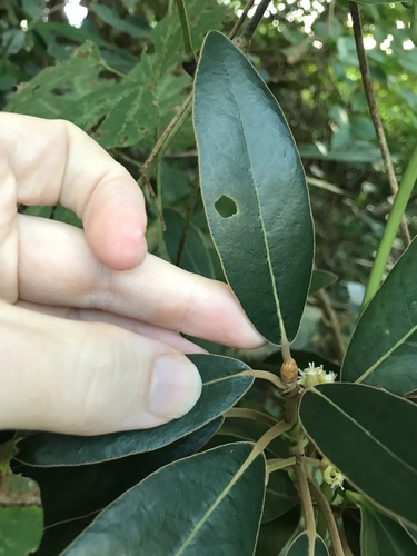 Litsea japonica, photograph 4