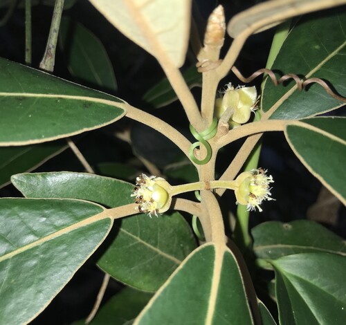 Yellowish velvety-leaf litsea (Litsea japonica)