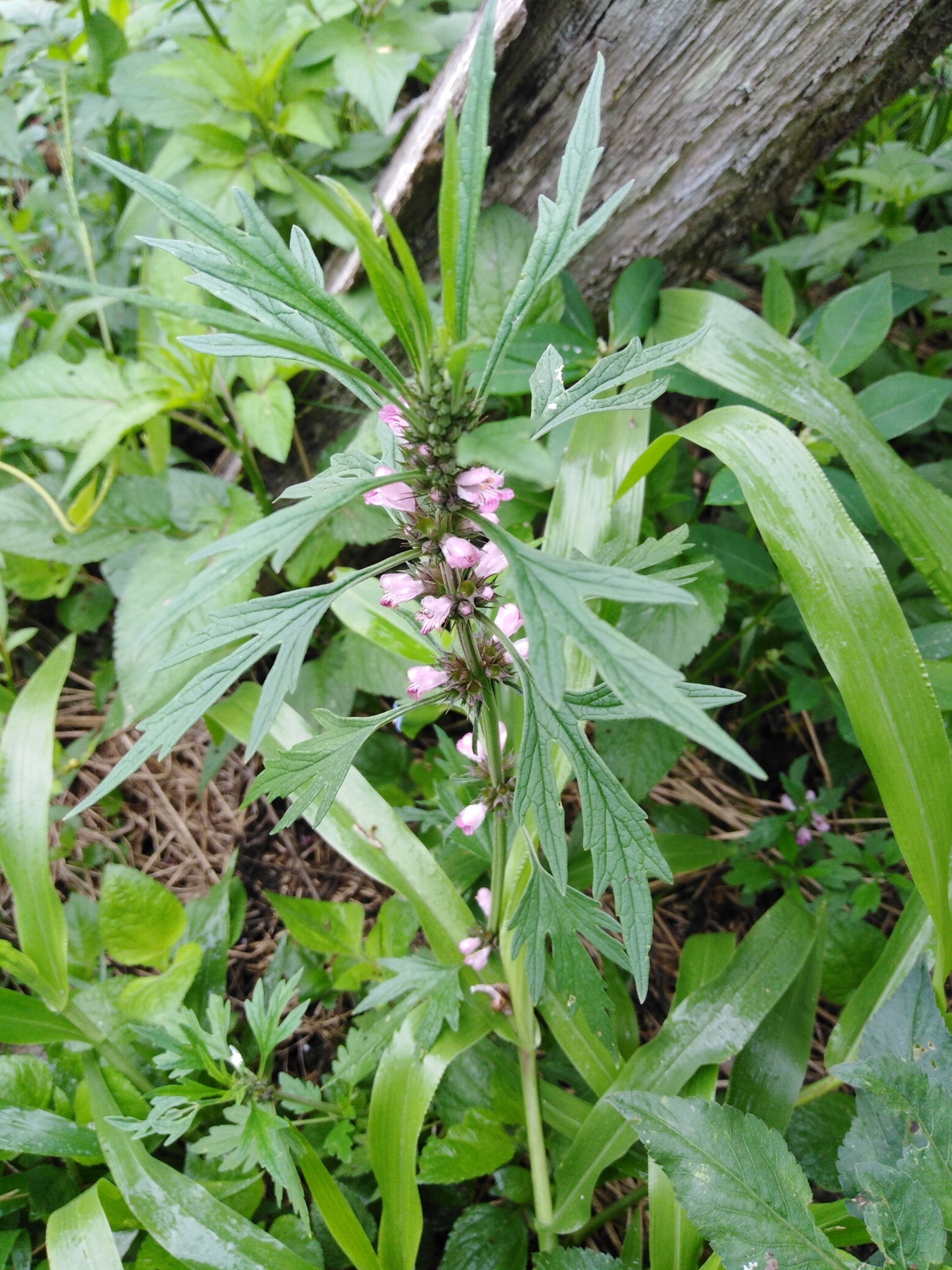 Leonurus japonicus