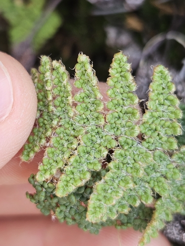 Yavapai lip fern (Myriopteris yavapensis)