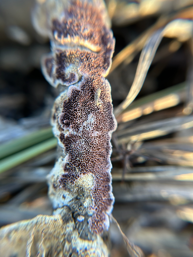 Trichaptum subchartaceum · December 2025 · photo: © kefreecomo (iNaturalist, cc-by)