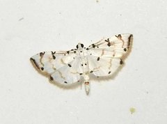 Pycnarmon