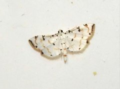 Pycnarmon