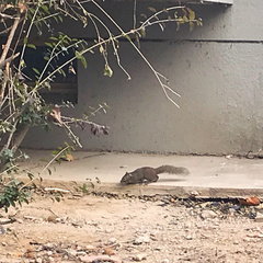 Sciurotamias davidianus