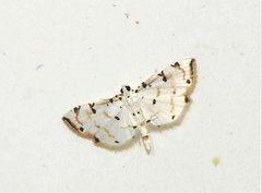 Pycnarmon