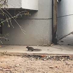 Sciurotamias davidianus