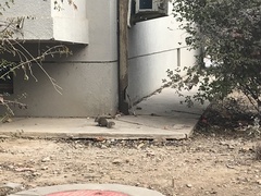 Sciurotamias davidianus