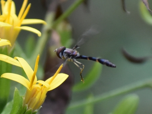 Unknown species found near Universal City, TX 78148, USA