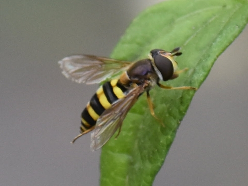 Unknown species found near Universal City, TX 78148, USA