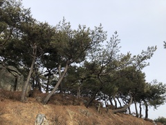 Pinus