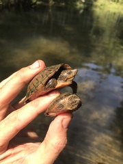 Sternotherus intermedius