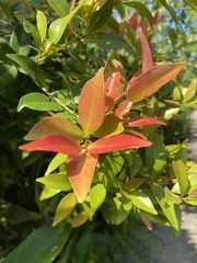 Syzygium myrtifolium