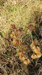 Physalis nicandroides, photograph (c) Carlos Domínguez-Rodríguez, some rights reserved (CC BY)