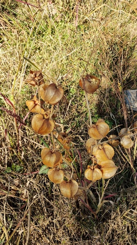 Physalis nicandroides, photograph 4