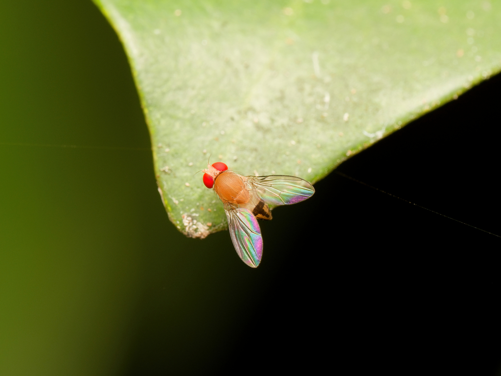 Leucophenga frontalis
