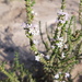 Junellia seriphioides - Photo (c) Quentin Vandemoortele,  זכויות יוצרים חלקיות (CC BY-NC), הועלה על ידי Quentin Vandemoortele