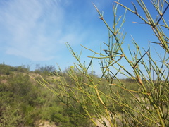 Prosopidastrum globosum