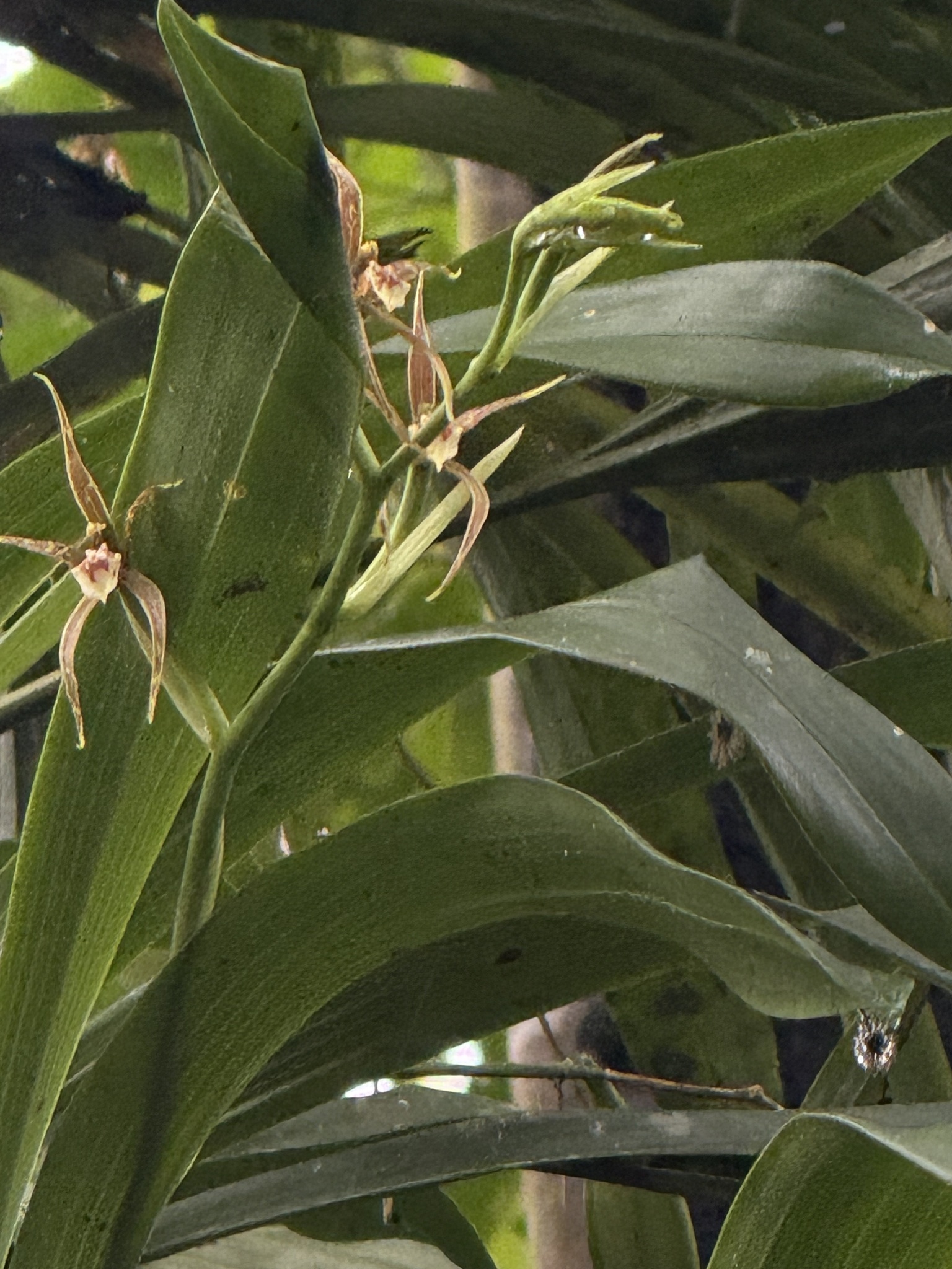 Ada glumacea (Lindl.) N.H.Williams