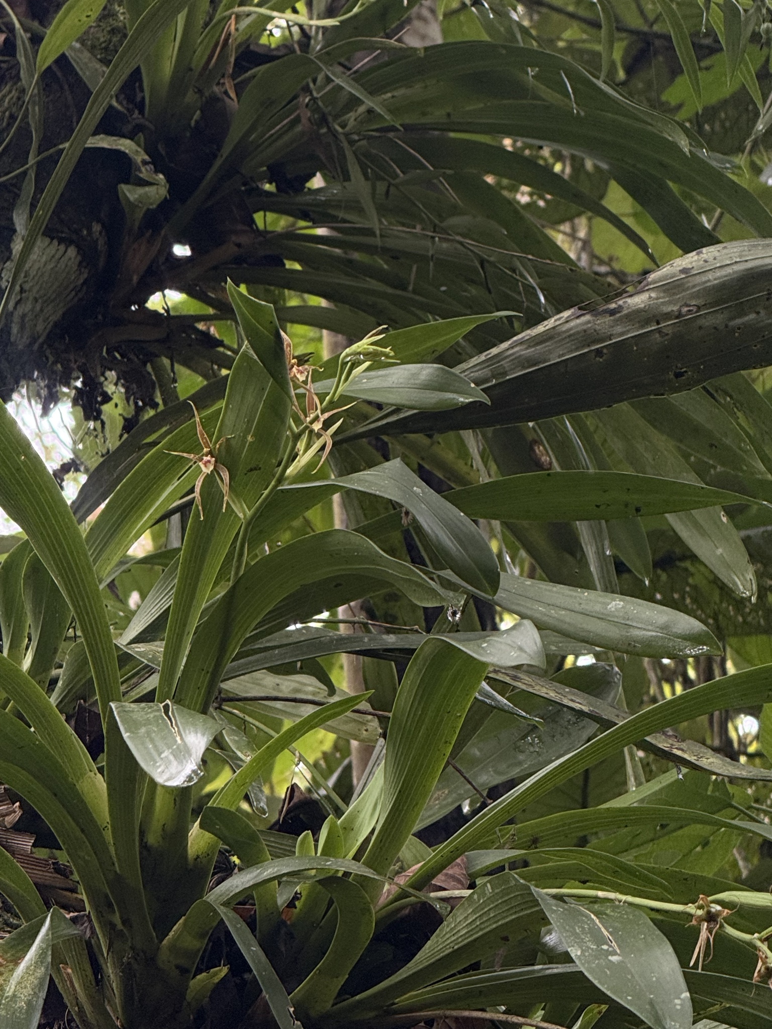 Ada glumacea (Lindl.) N.H.Williams 2