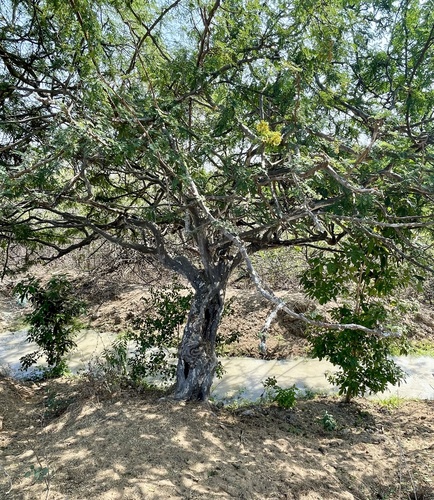 Libidibia glabrata, photograph 2