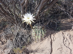 Echinopsis leucantha