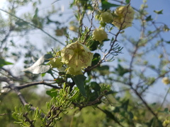 Philibertia gilliesii
