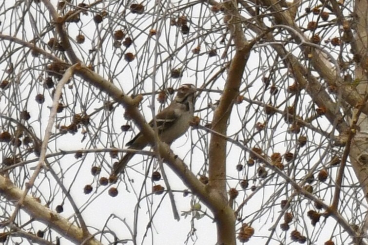 Chestnut-crowned Sparrow-Weaver (Plocepasser superciliosus), photo 2