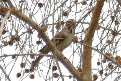 Chestnut-crowned Sparrow-Weaver (Plocepasser superciliosus), photo 1