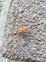 Leptoglossus occidentalis