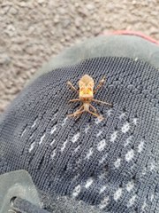 Leptoglossus occidentalis