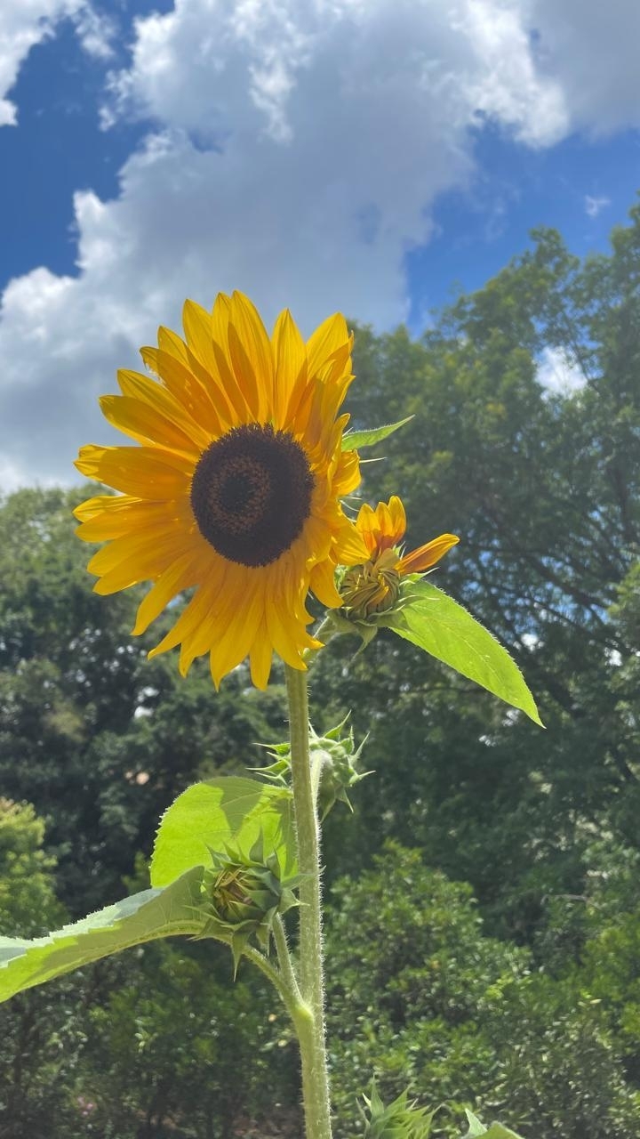 Helianthus annuus