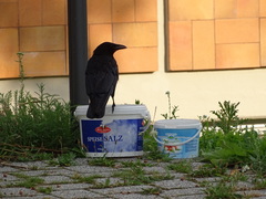 Corvus corone