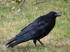 Corvus corone