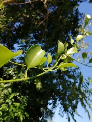 Struthanthus orbicularis