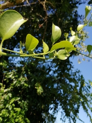 Struthanthus orbicularis