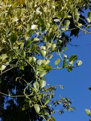 Struthanthus orbicularis