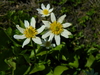 White Marsh Marigold - Photo (c) mhays, some rights reserved (CC BY-NC), uploaded by mhays