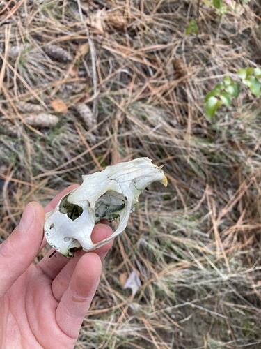 Yellow-bellied Marmot observed by kalinocana