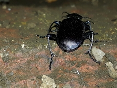 Calosoma vagans