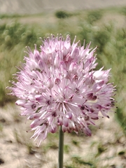 Allium caricifolium (Allium caricifolium)