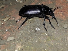 Calosoma vagans