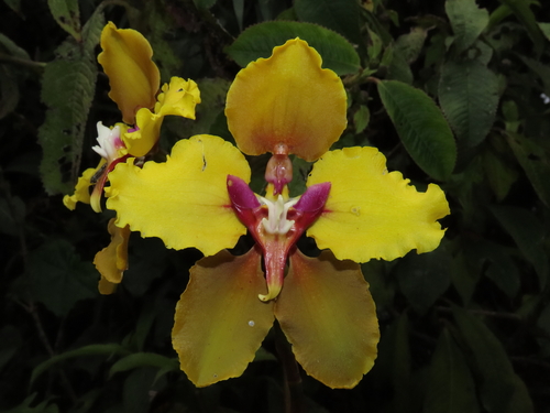 Cyrtochilum macranthum, photograph 5