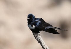 White-Banded Swallow photo 3